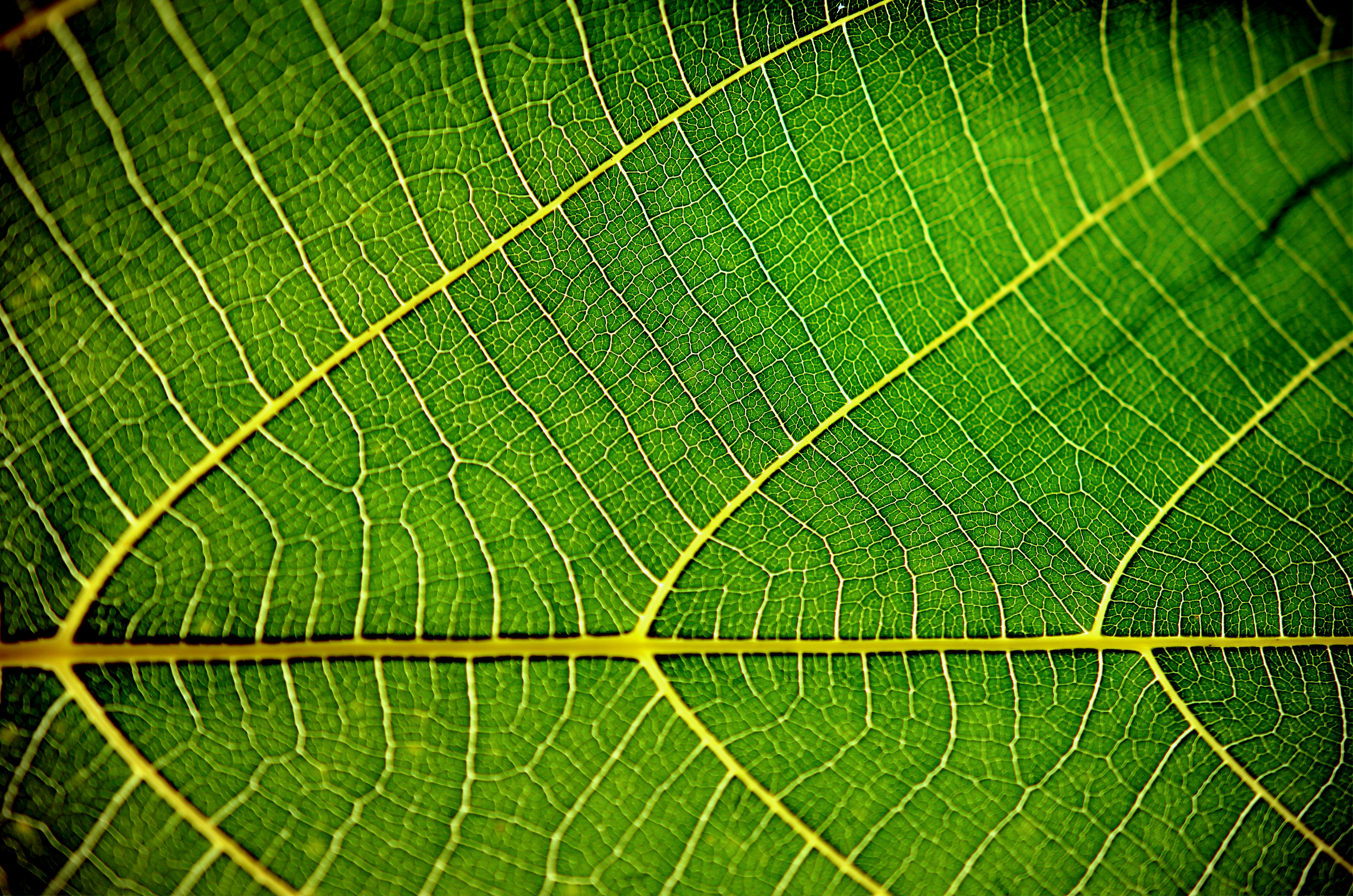 green leaf in macro lens